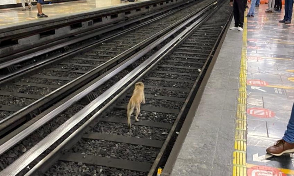 El STC informó que el perro fue llevado al Centro de Transferencia Canina. | Carlos Tejeda