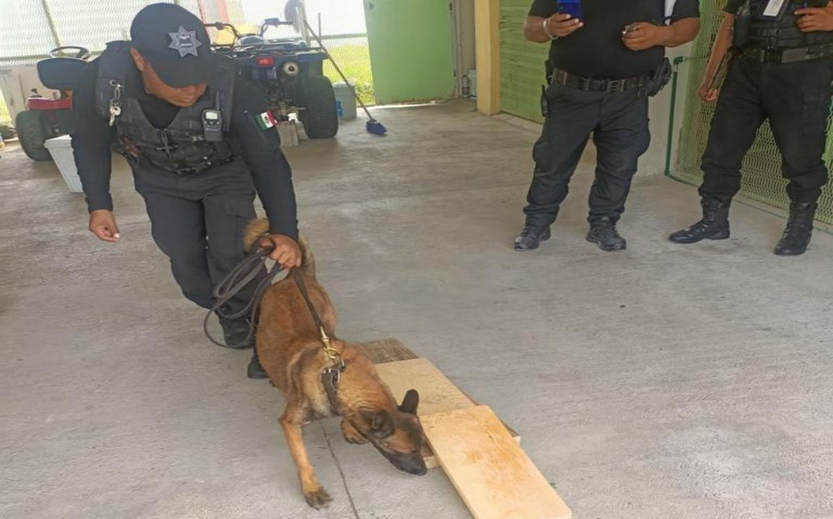 Canino ubica teléfonos celulares en Penal de Tepexi  | Especial