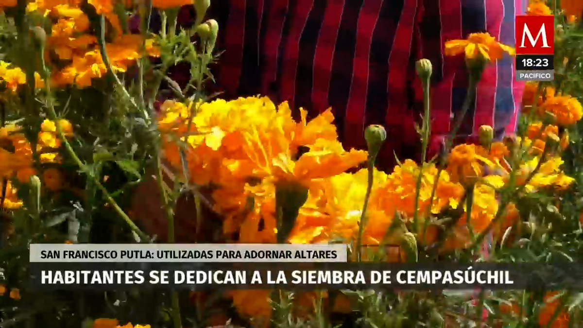 Flor Cempasúchil origen: herencia de mexicas y símbolo de muerte
