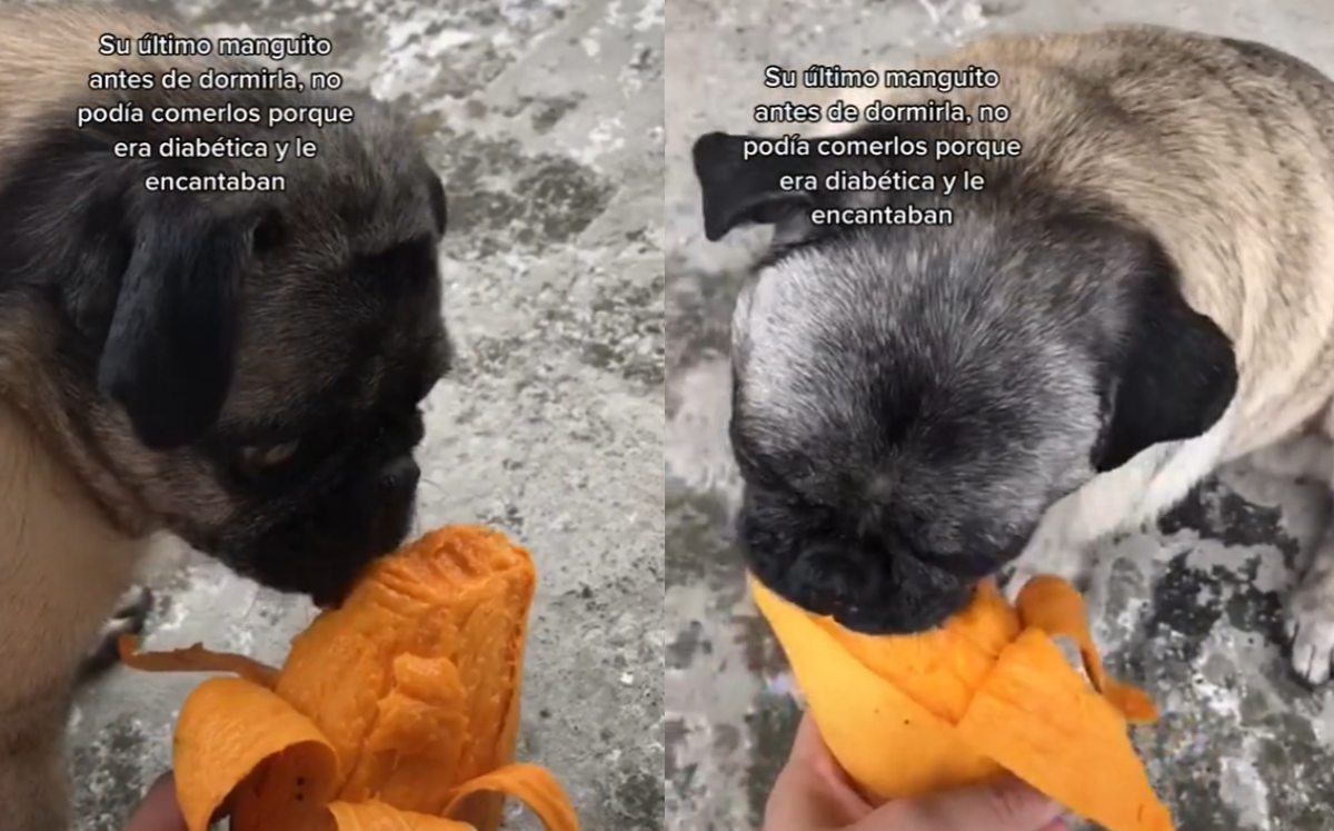 Pug come su última fruta antes de morir | TikTok