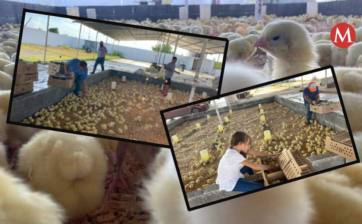 Capacitan a menores a obtener sustento con la crianza de pollos