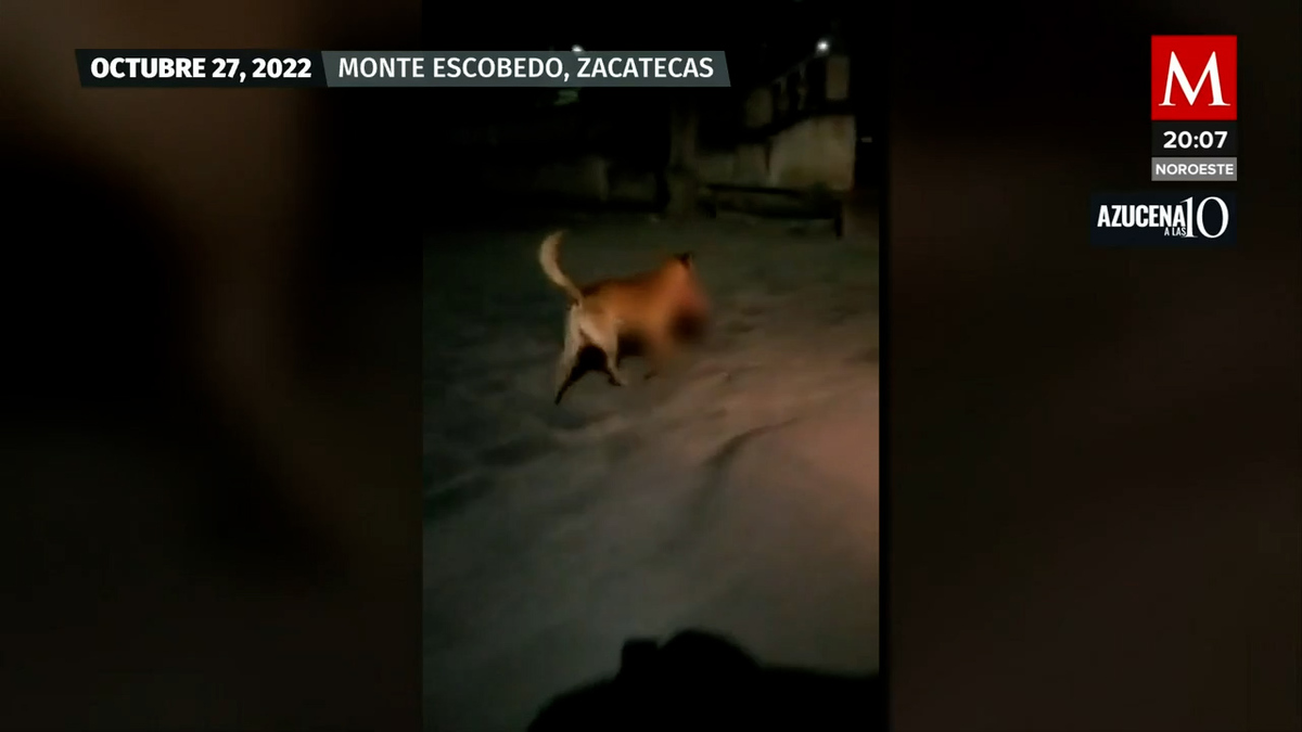 Un perro pasea por Zacatecas con una cabeza humana en el hocico