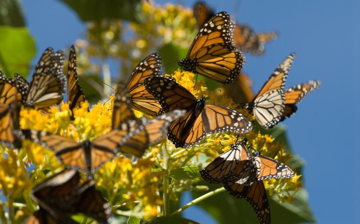 Las mariposas Monarca comenzaron a llegar a Michoacán desde Canadá. | Especial