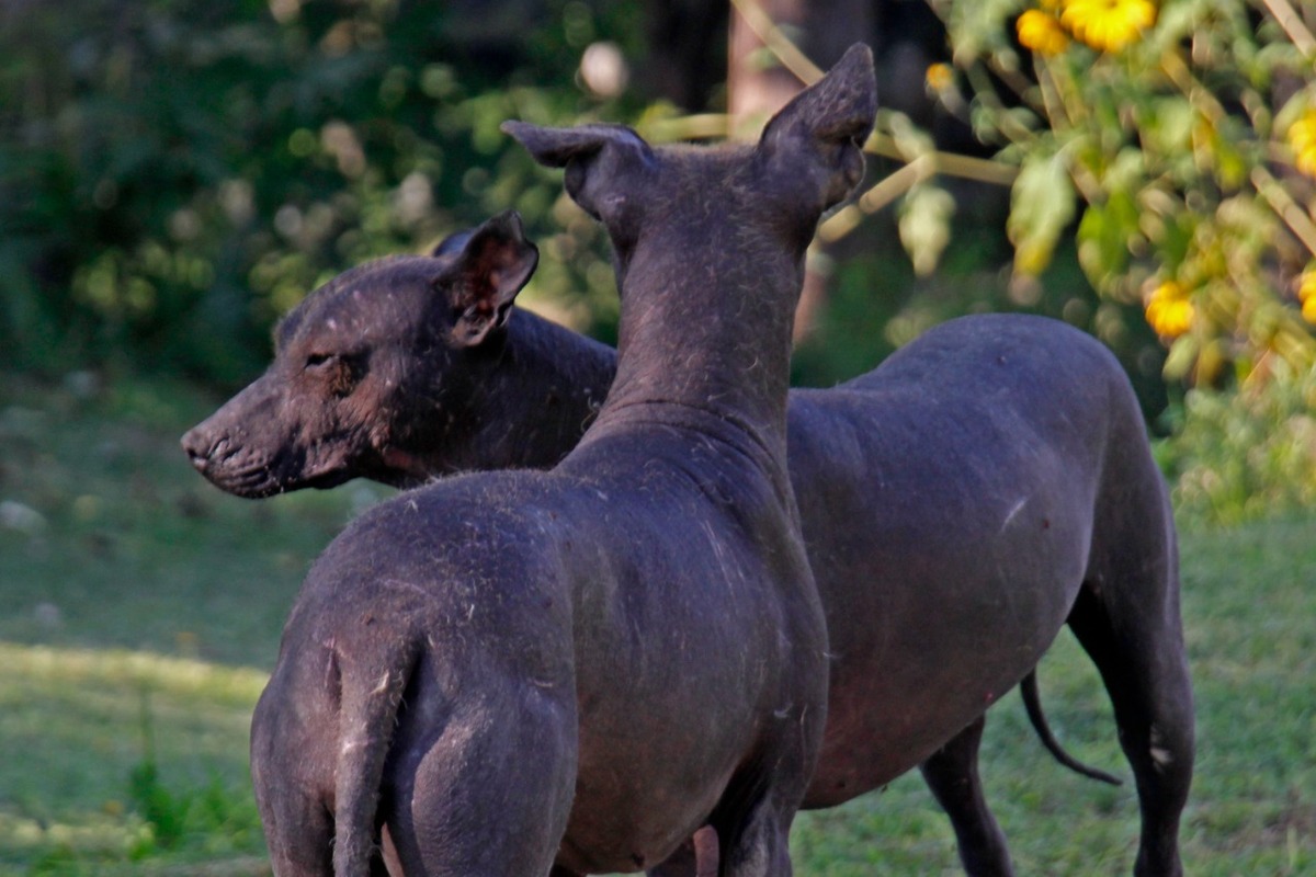En Puebla, guardianes preservan al 'xoloitzcuintle' | Melanie Torres