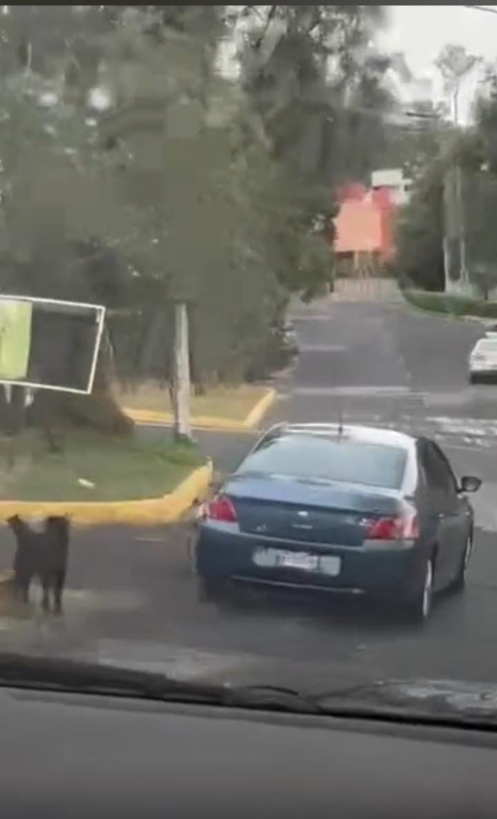 Vecinos se alertaron de lo sucedido, por lo que decidieron buscarlos.