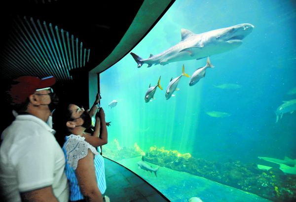 Exhibición de tiburones en el inmueble controlado por el gobierno de Cuitláhuac García. Ariana Pérez