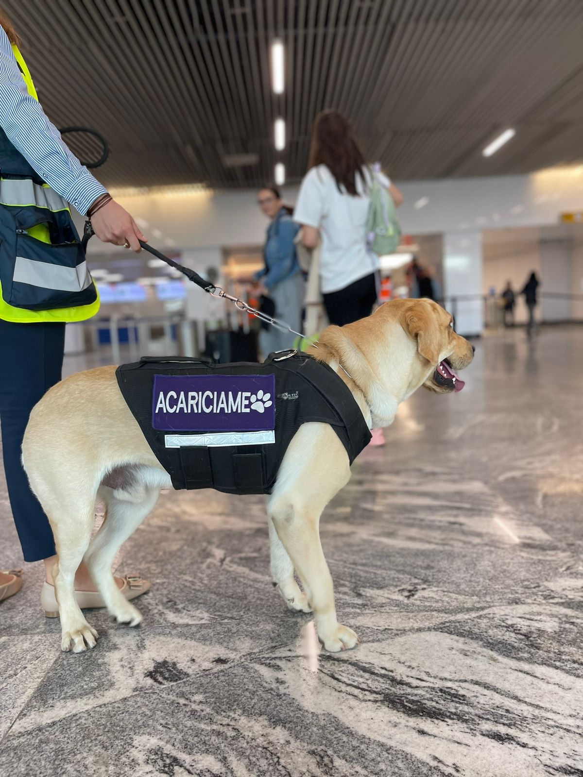 Quedan cuatro días para definir el nombre del perrito labrador (Karla Victoria Rodríguez)
