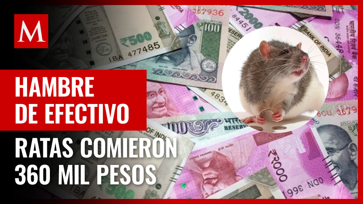 Ratas hicieron trizas el dinero de un cajero automático en India