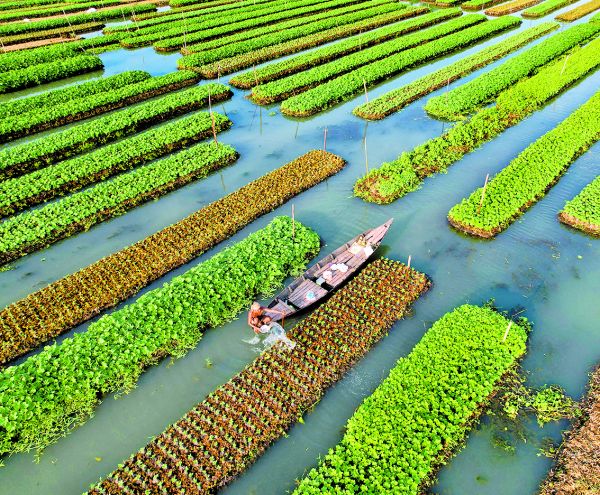 Un agricultor riega cultivos flotantes en Bangladés. M. Ponir Hossain/Reuters