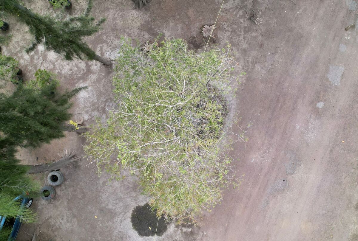 Árbol de Ahuehuete de Reforma. (Especial)