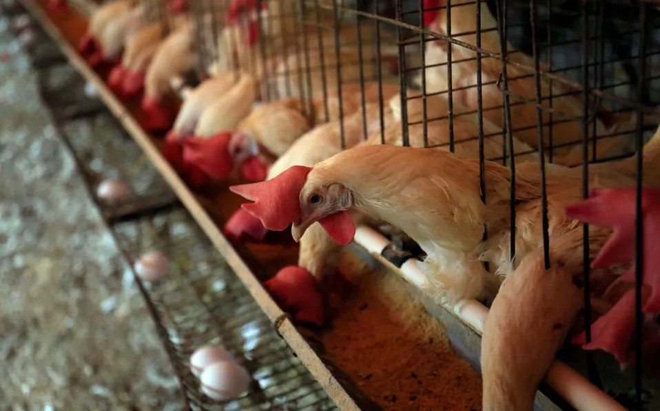 EU a punto de llegar a récord de aves sacrificadas por gripe aviar