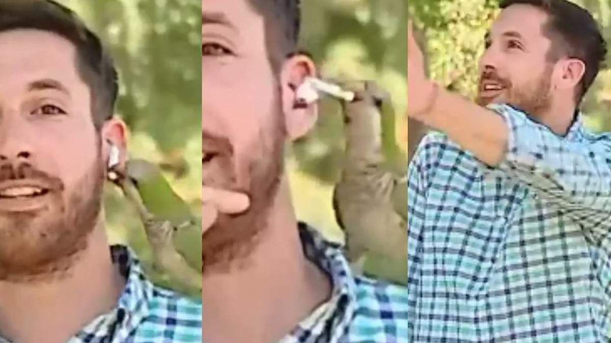 Loro quita audífono a reportero en vivo y se va volando