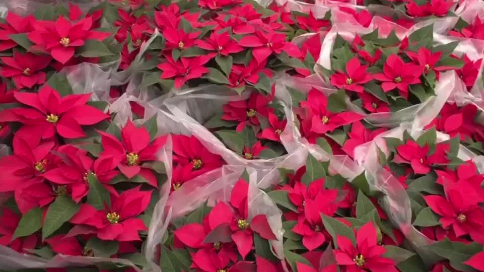 Floricultores mexicanos se preparan para la cosecha de nochebuena