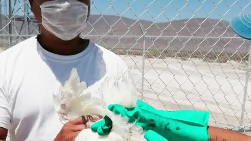 Sonora busca contener los casos de gripe aviar en la entidad