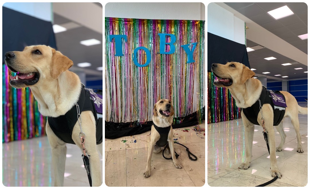 Anuncian el nombre del perrito labrador del Aeropuerto de Guadalajara (Karla Victoria Rodríguez)