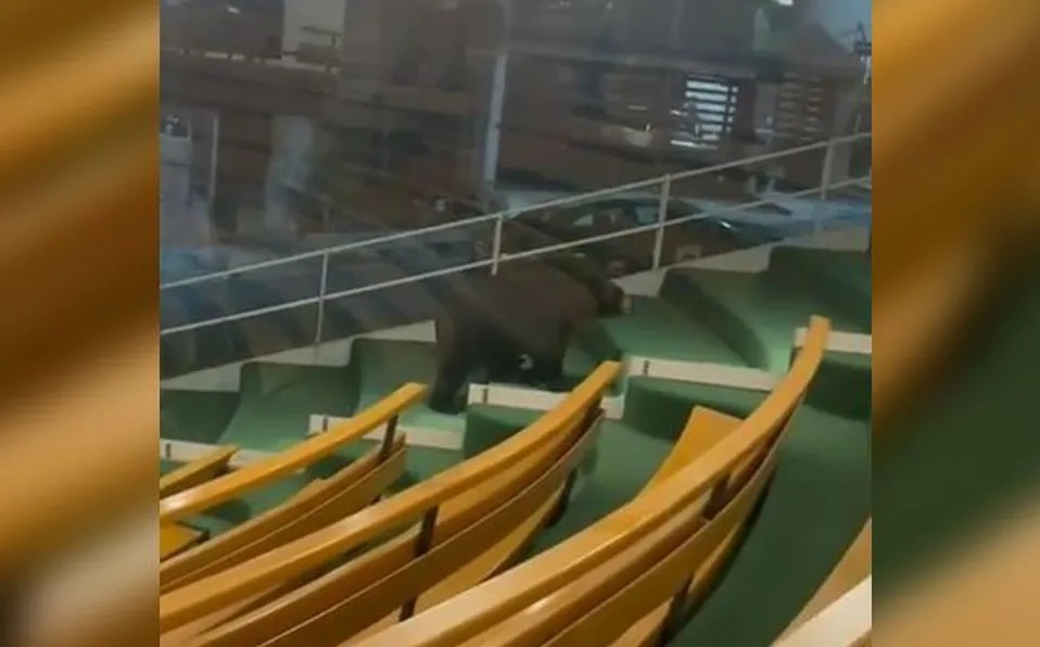 Los hechos ocurrieron en la Iglesia Jesús El Buen Pastor, donde se captó al oso negro paseando en medio de las personas / Especial