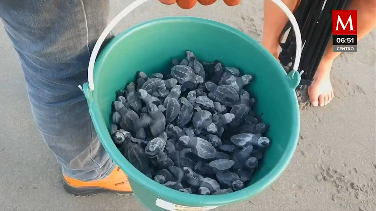 “Tortufest”, festival de la tortuga marina en Chiapas