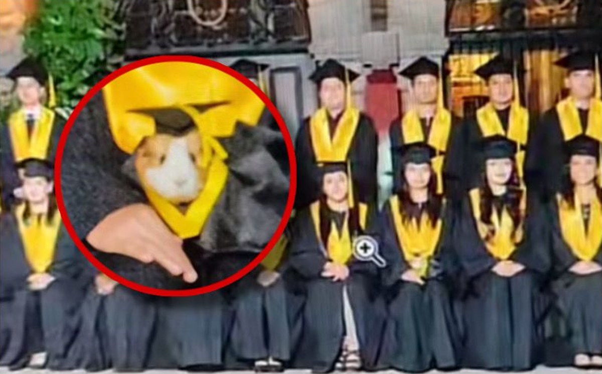 Video de cuyo en foto de graduación se hace viral (Especial)
