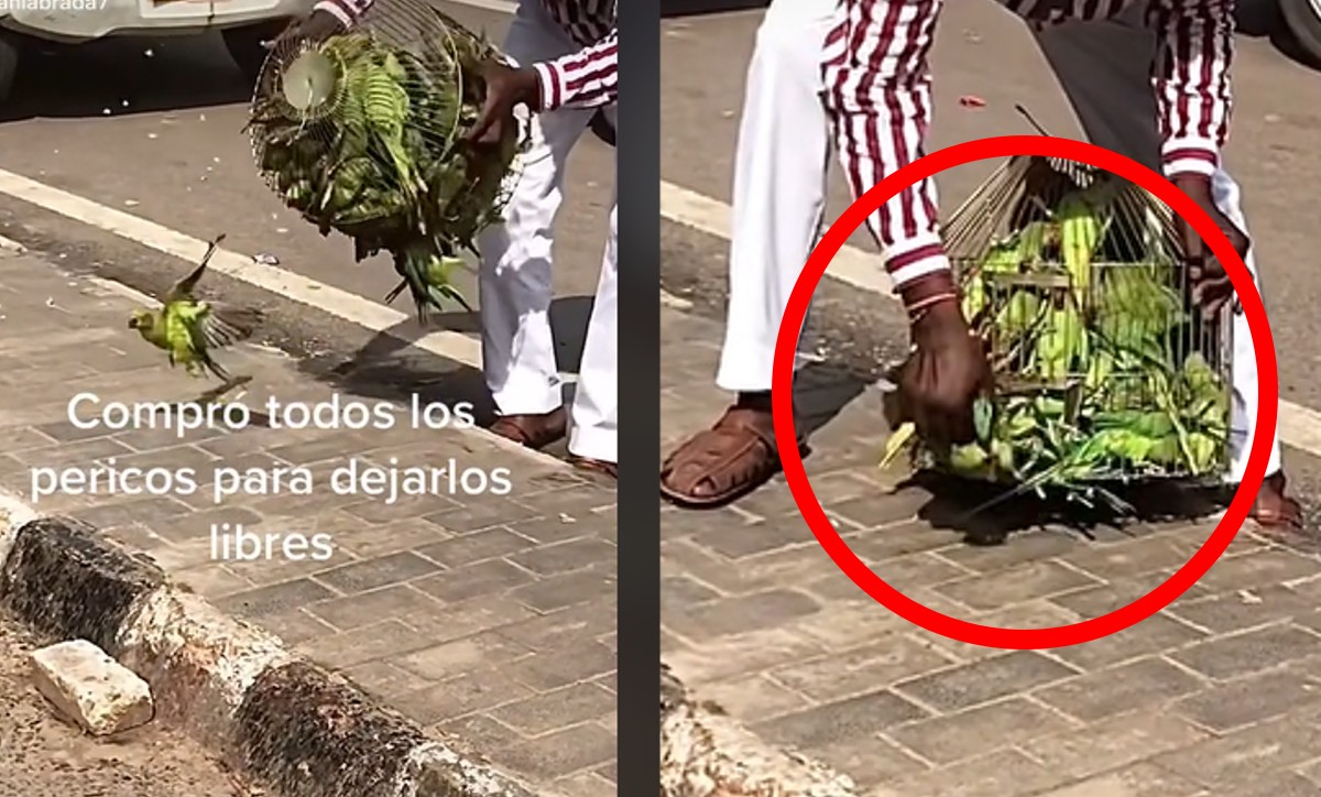 Liberan periquitos que estaban enjaulados | ESPECIAL