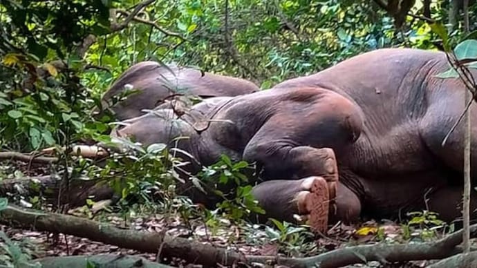 Los elefantes estaban durmiendo en el bosque. | Foto: PTI