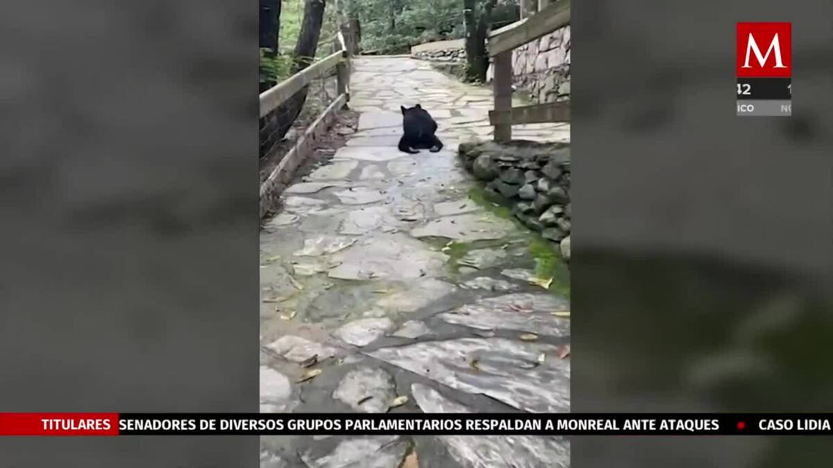 Osezno baleado está grave, pero eutanasia no es opción, dice fundación