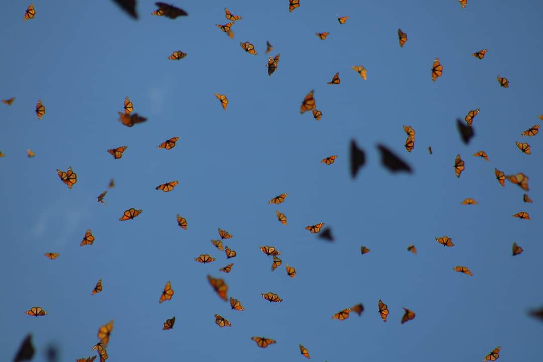 Desde noviembre llegaron cientos de mariposas. (Especial)