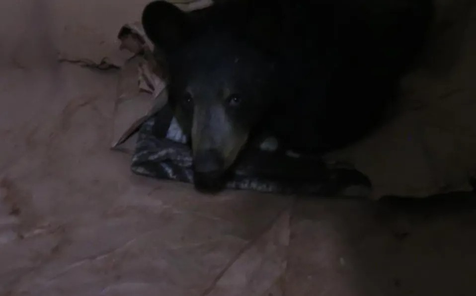 Fundacion Invictus rehabilita oso negro baleado en Monterrey