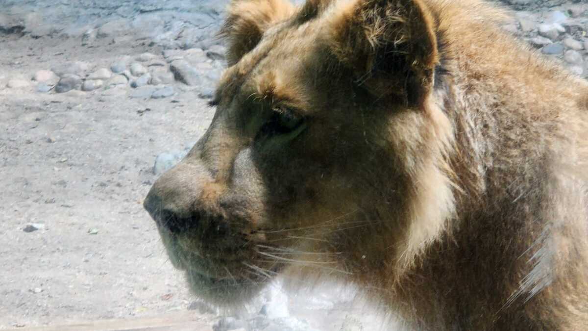 'Michi' joven león que fue donado por familia al ZooChilpan