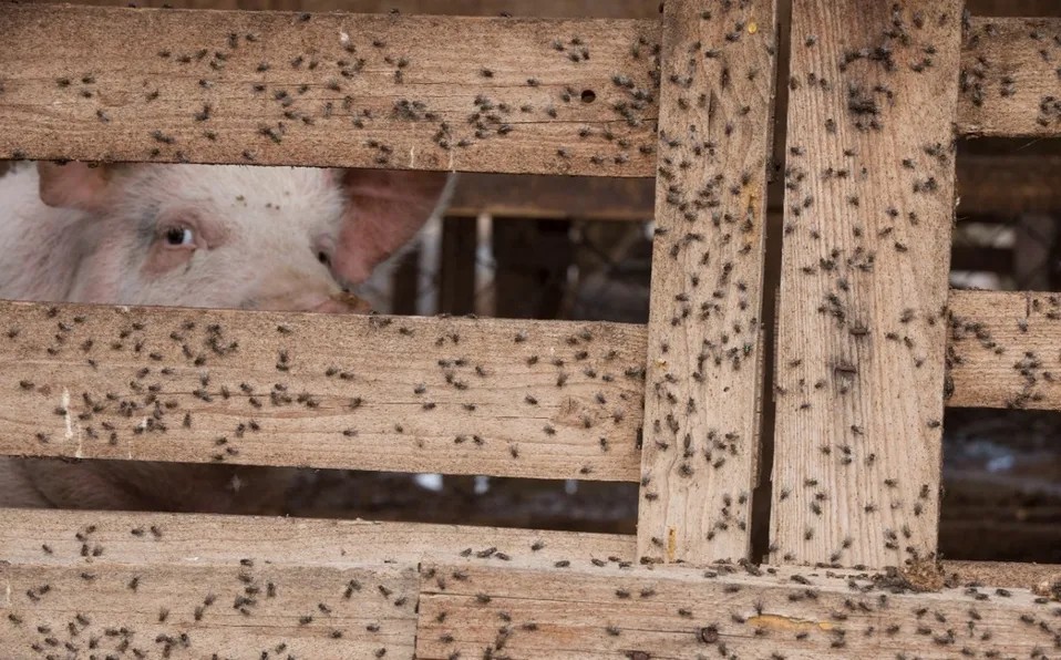 Plaga de moscas azota desierto de SLP, tras llegada de granjas de huevo