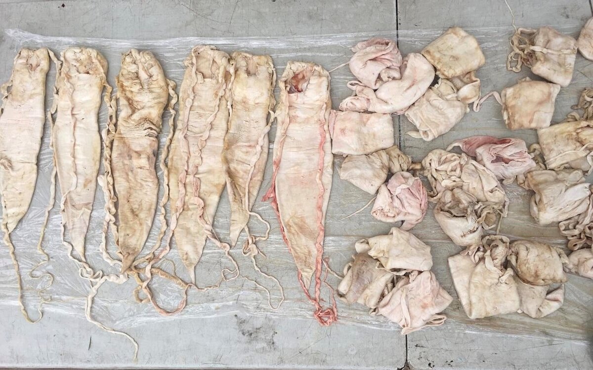Buches de totoaba. (EFE)
