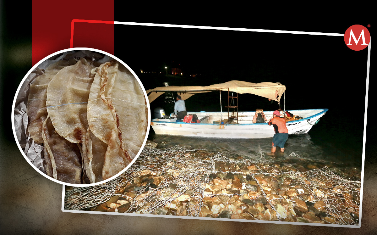 Buches de totoaba. (Especial)