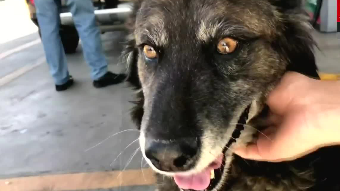 Renata, la perrita despachadora en una gasolinera de Toluca