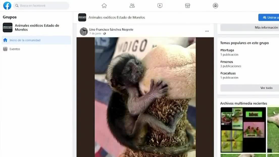 Tráfico de animales exóticos a través de Facebook