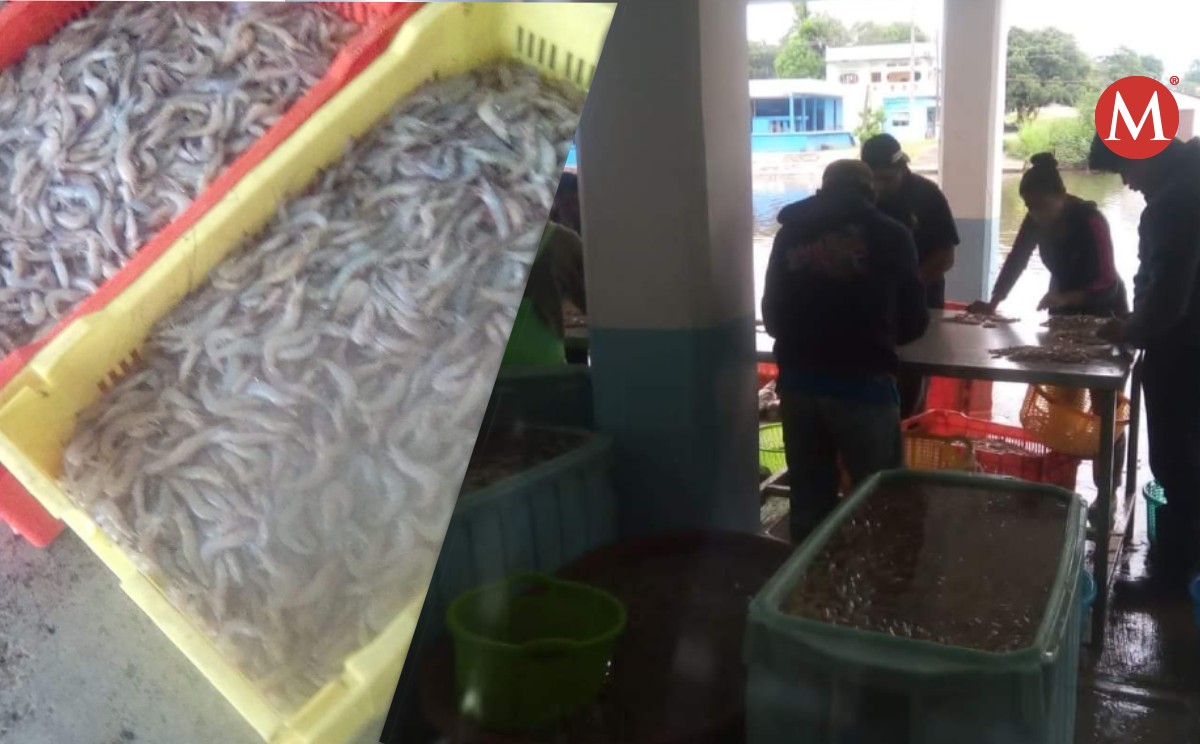 Captura de camarón beneficia a pescadores del norte de Veracruz