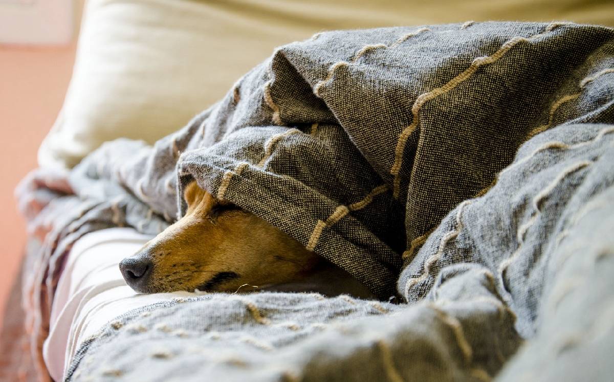 Los perros pueden enfermar de diabetes debido a su edad| Especial