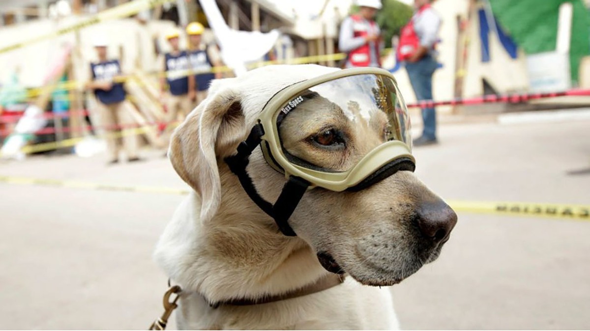 Muere perrita Frida, rescatista famosa tras sismo del 19-S