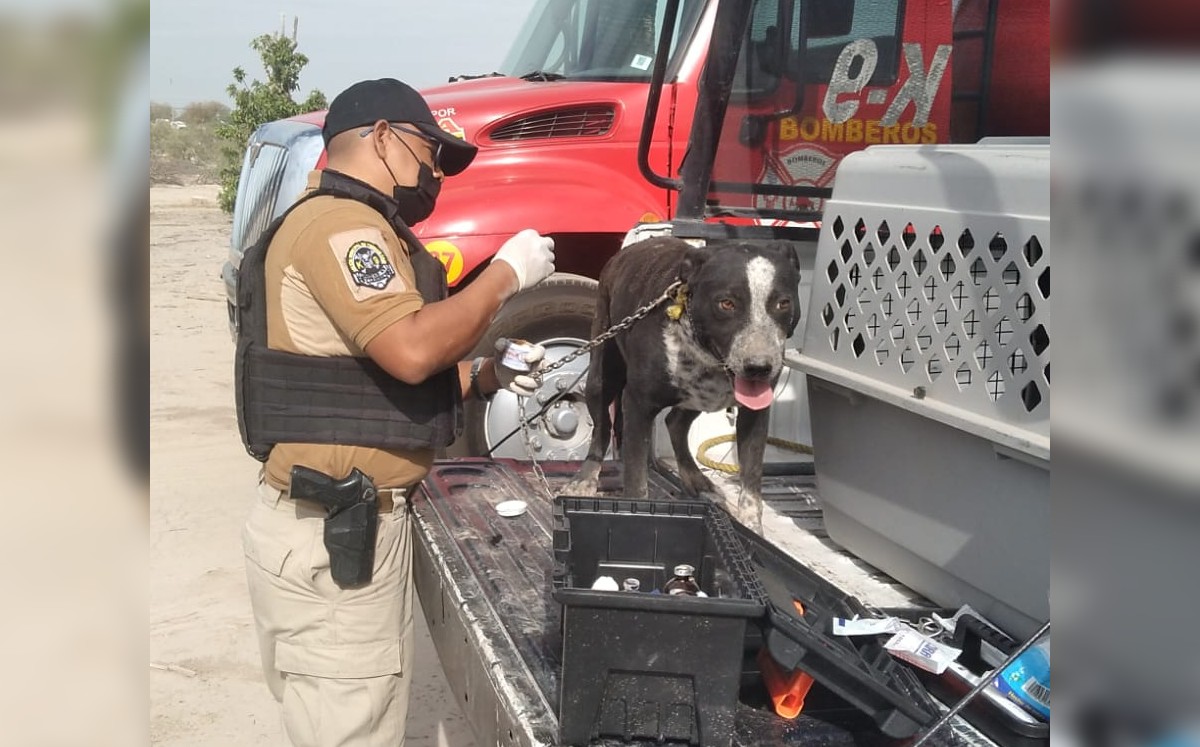La Unidad Canina K9 también fue informada sobre la situación. (Especial)