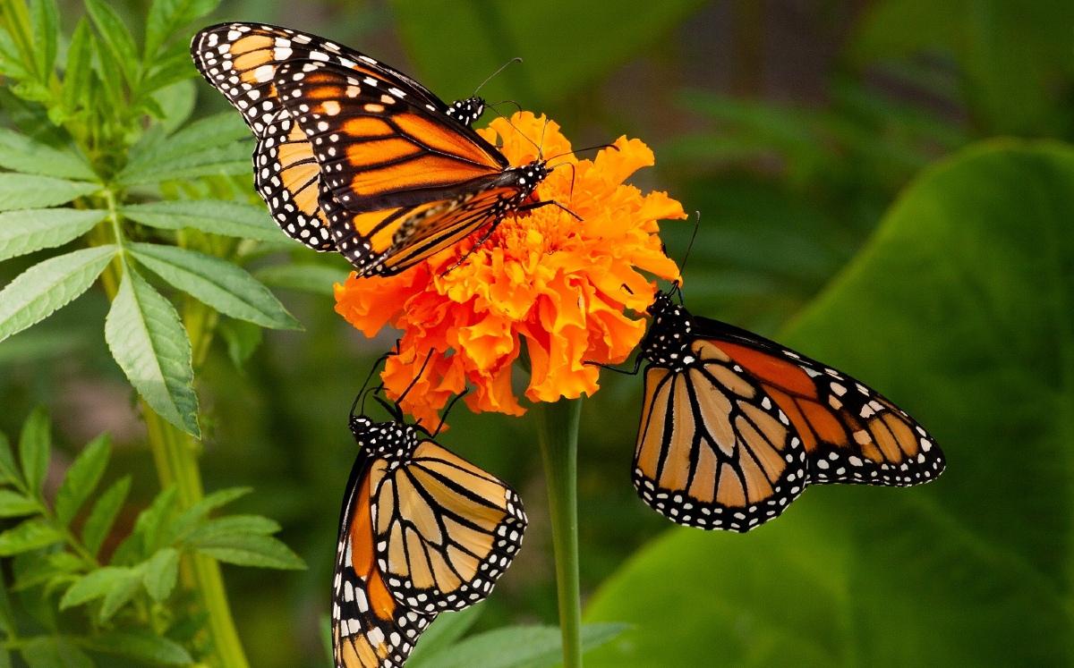 Las mariposa Monarca comenzaron a llegar a Michoacán en noviembre. | Shutterstock