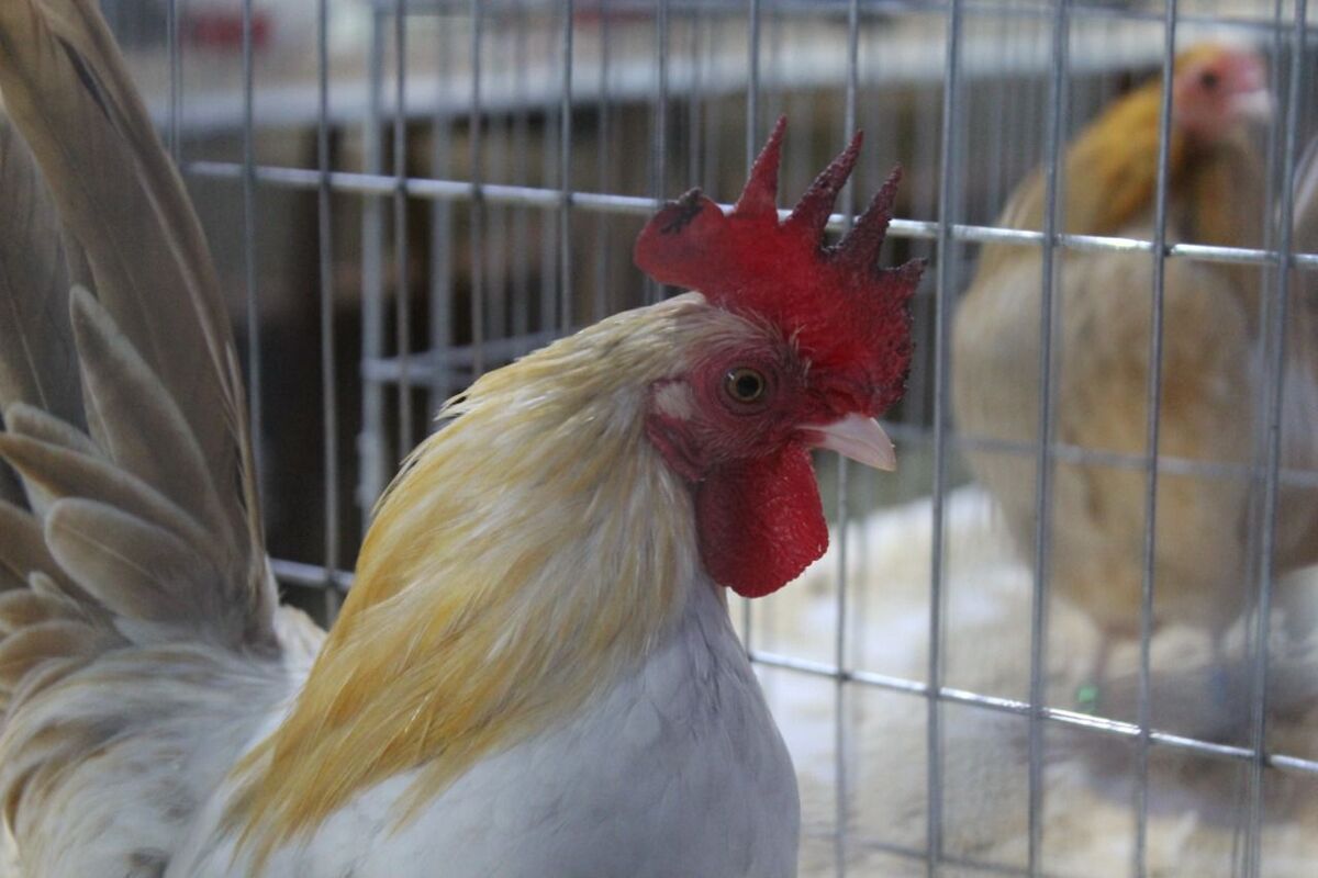 Los animales identificados con gripe aviar en Chihuahua ya fueron sacrificados.| Especial