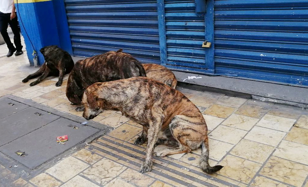 Bienestar Animal de Tehuacán, sin espacio para salvaguardar a más perros | Especial