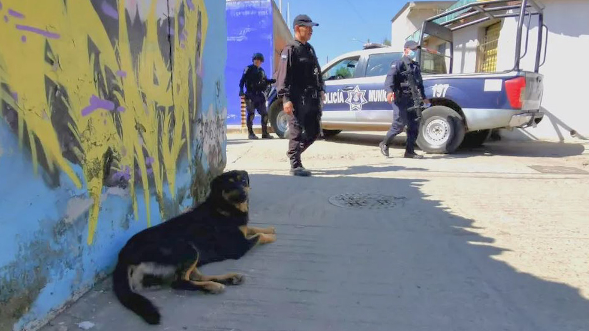 Hallan a perro que transportaba un brazo humano en el hocico
