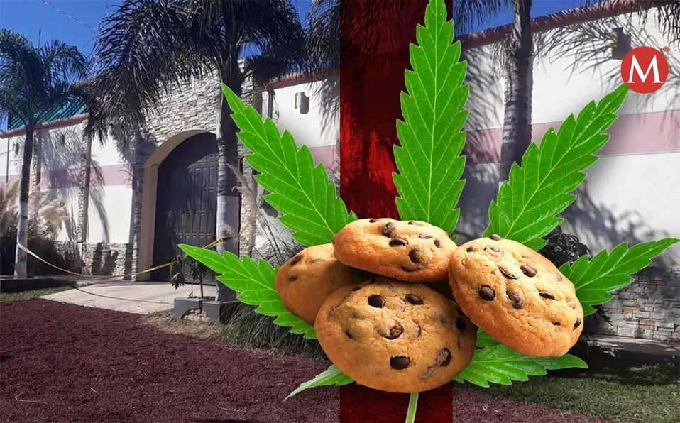 Reportan intoxicación de alumnos en Sinaloa, comieron galletas con mariguana