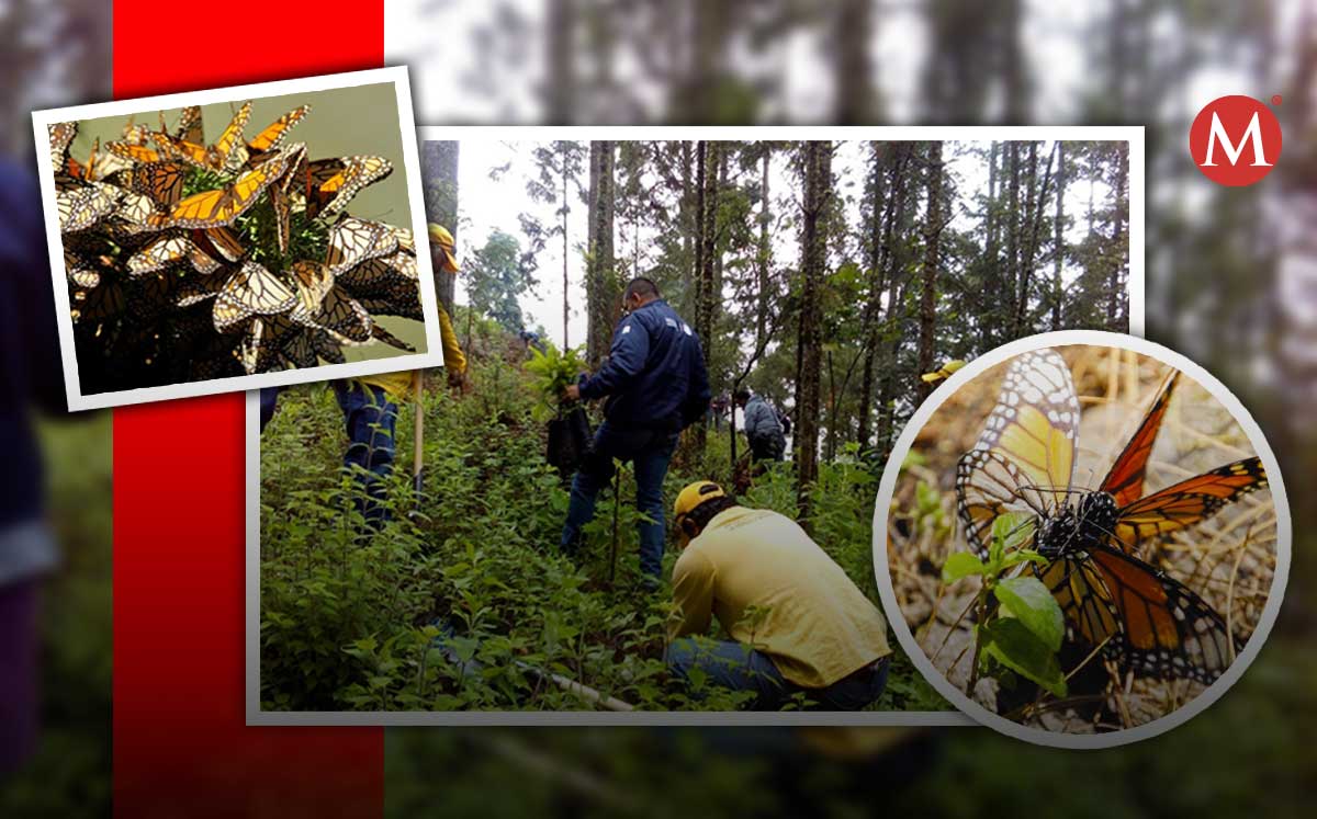 Conoce todos los detalles para visitar los santuarios de la mariposa Monarca en Michoacán. | Especial