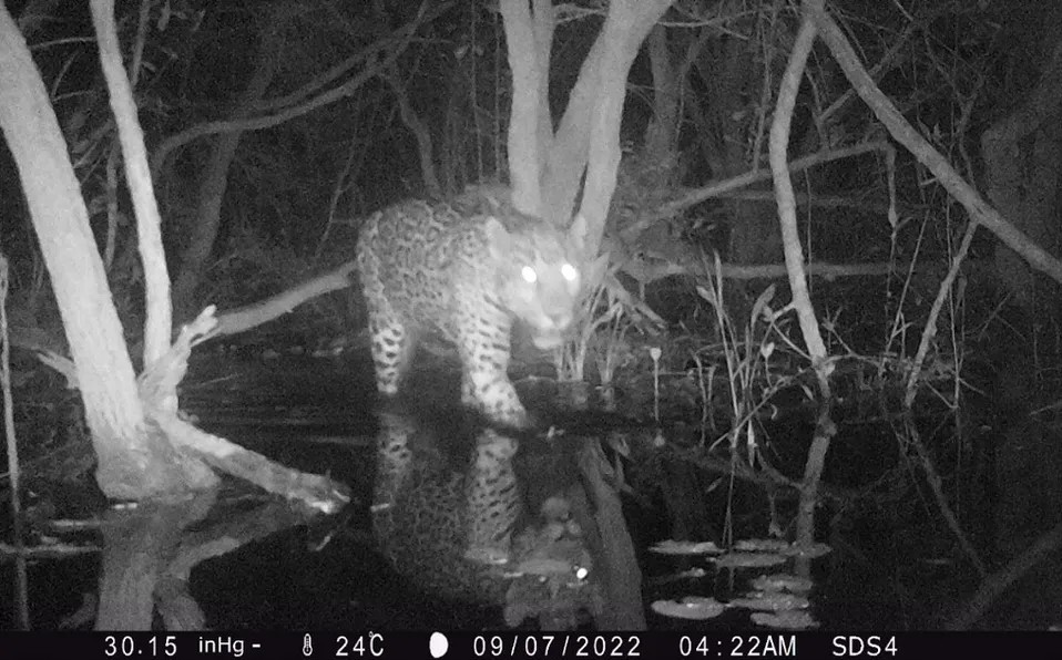 Monitorean jaguar en Yucatán para proteger biodiversidad