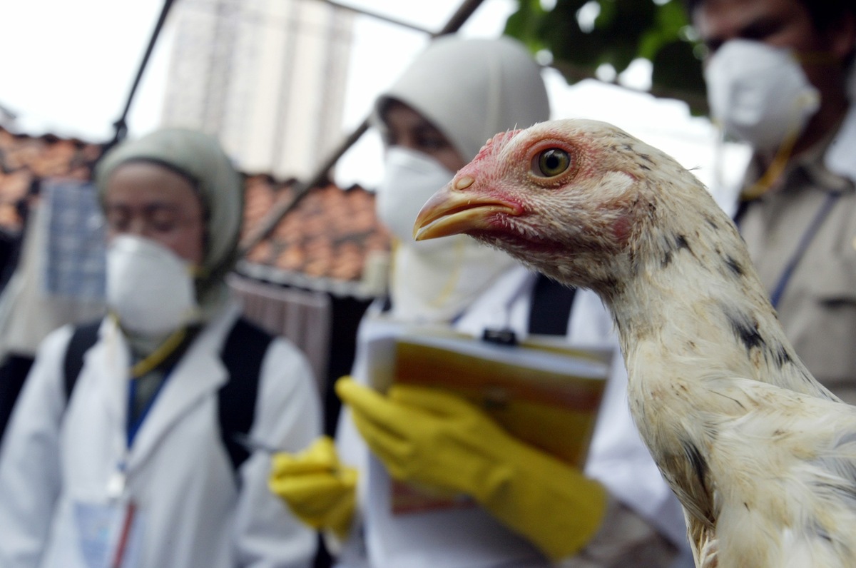 El pavo será un producto escaso y caro, de acuerdo con productores y comercializadores en la entidad | Archivo