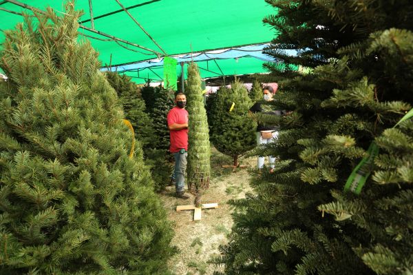 En total, adornar el pino navideño en promedio costará más de dos mil pesos, esto dependerá del tamaño y el color. Roberto Alanís