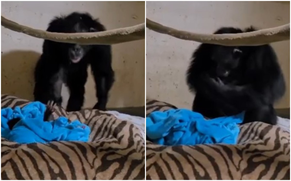 Madre chimpancé se reúne y arrulla a su bebé (Captura).