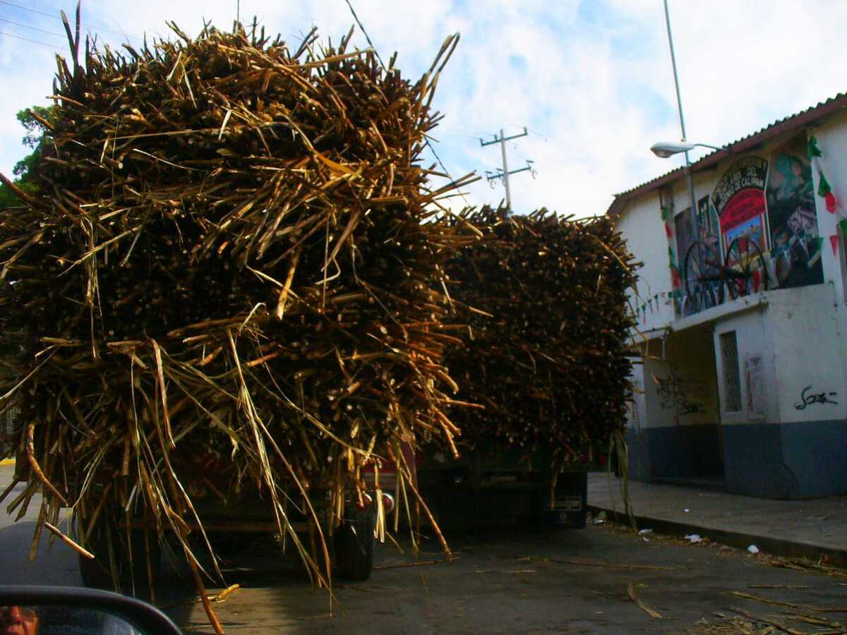 Productores de caña de la zona, no encuentran suficientes cortadores para la zafra | Especial