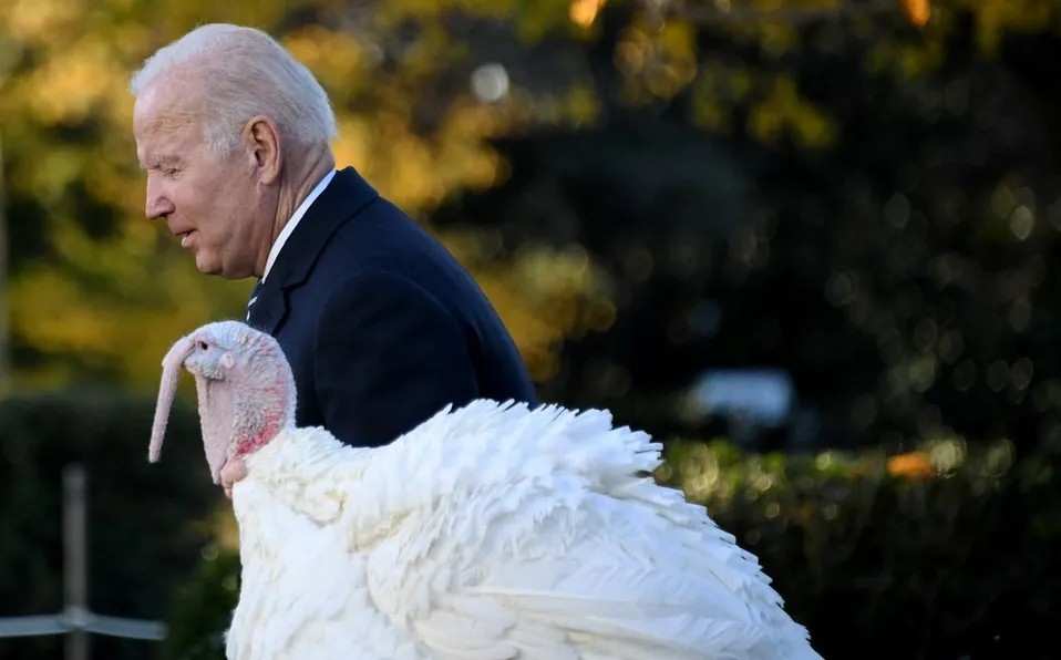 ¡Por la tradición! Biden indulta dos pavos por festejos del Thanksgiving en la Casa Blanca