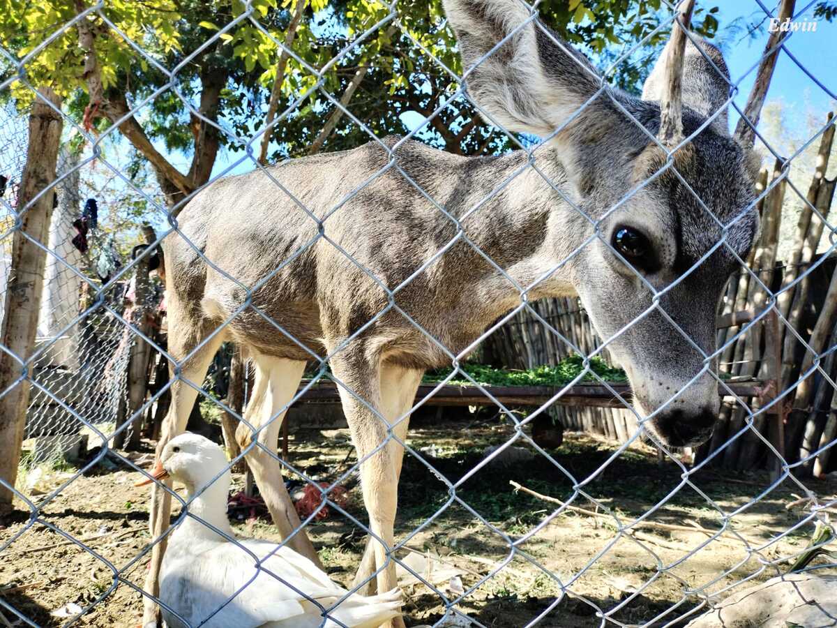 Fue criado junto a otros animales de corral y ahora convive con ellos.